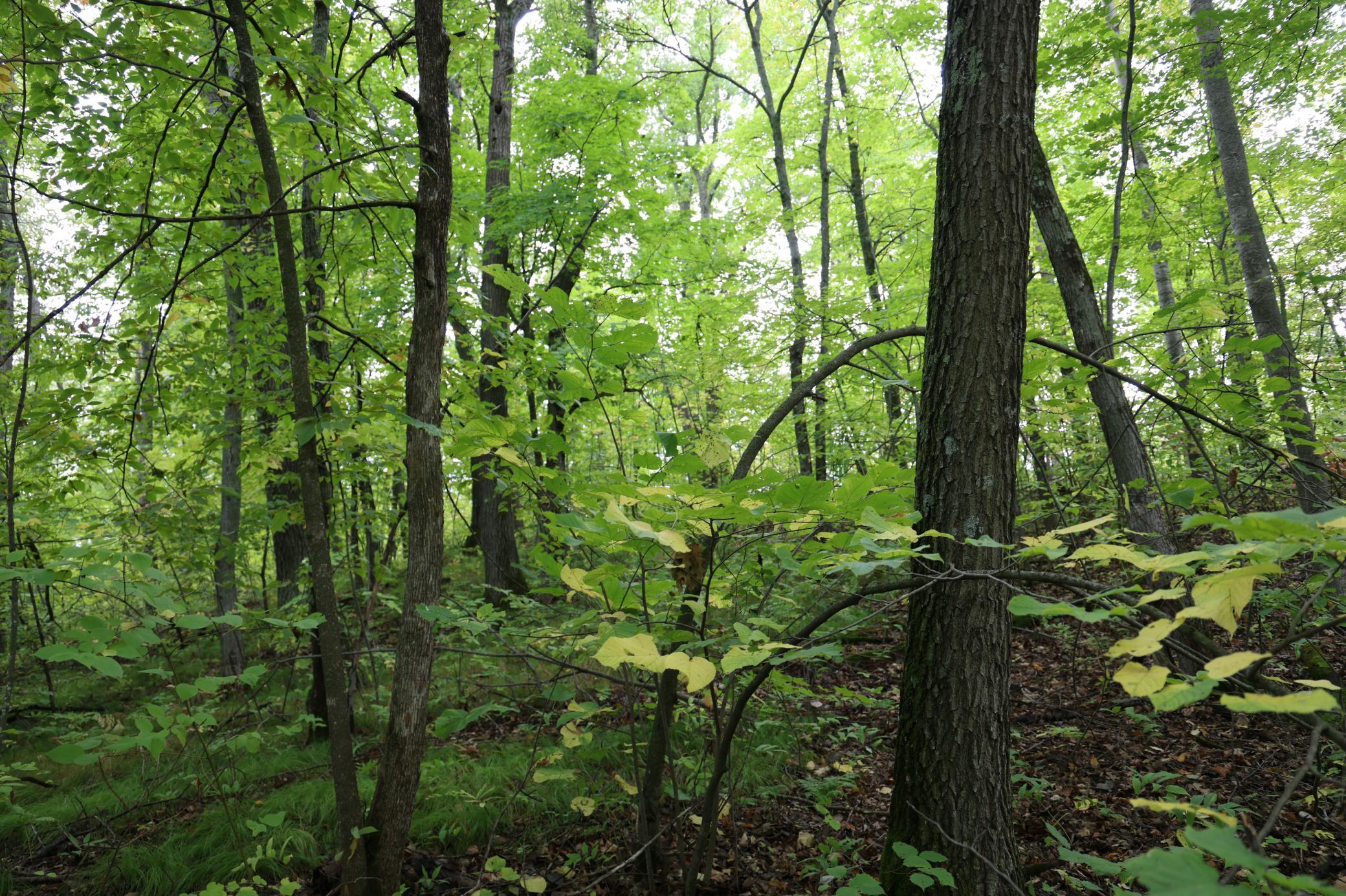 Build a shed or cabin right here