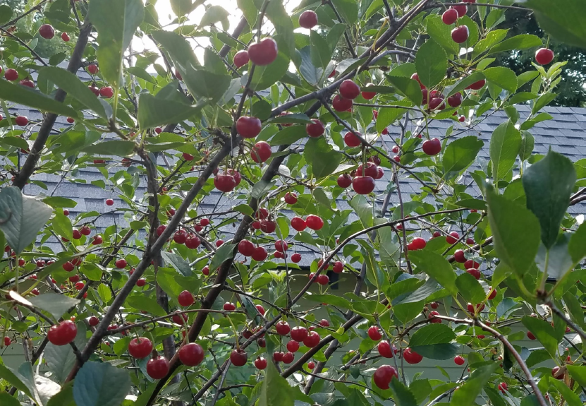 Cherry Tree (when bloomed)