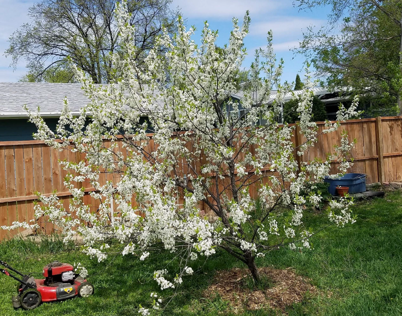 Bloomed Tree