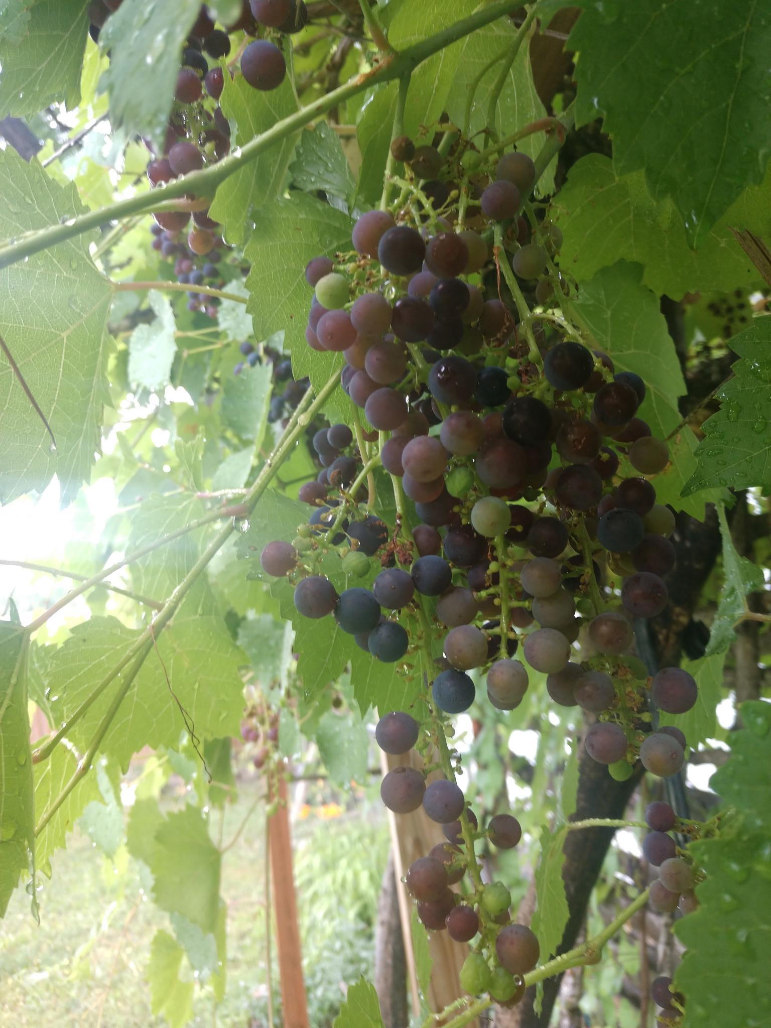 Grapes