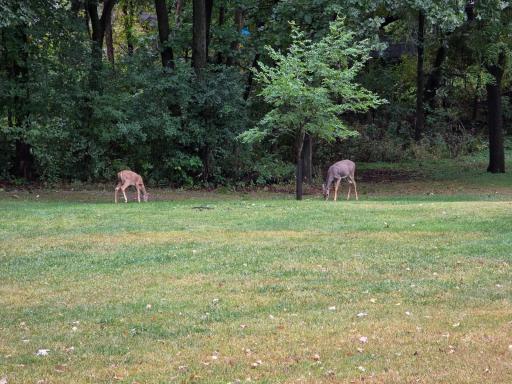 Wildlife in bkyd.jpg