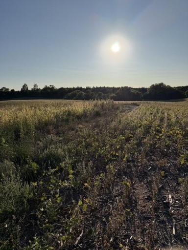 406XX Placid Drive, Dent, MN 56528