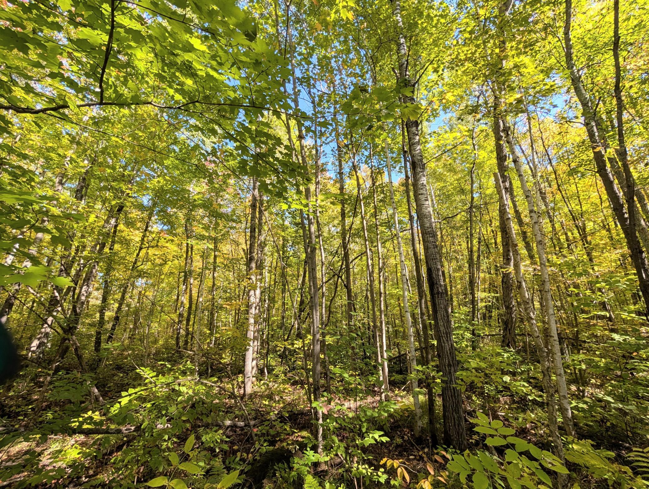Property photo for TBD Hwy B, Hayward, WI 54843