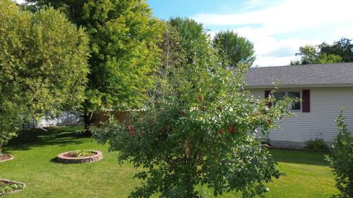 10 Mature Apple Tree.JPG