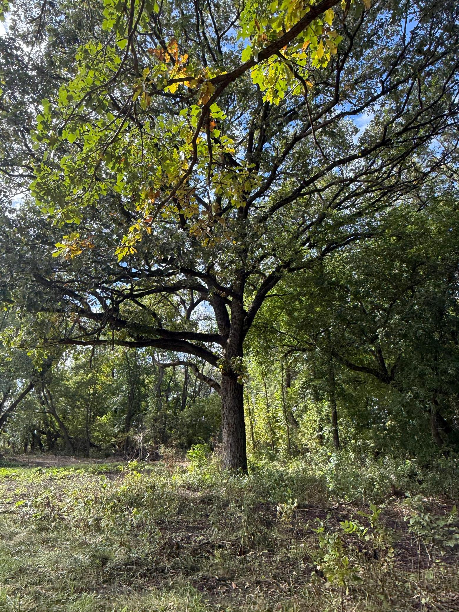 tempImageoj5wED.jpg