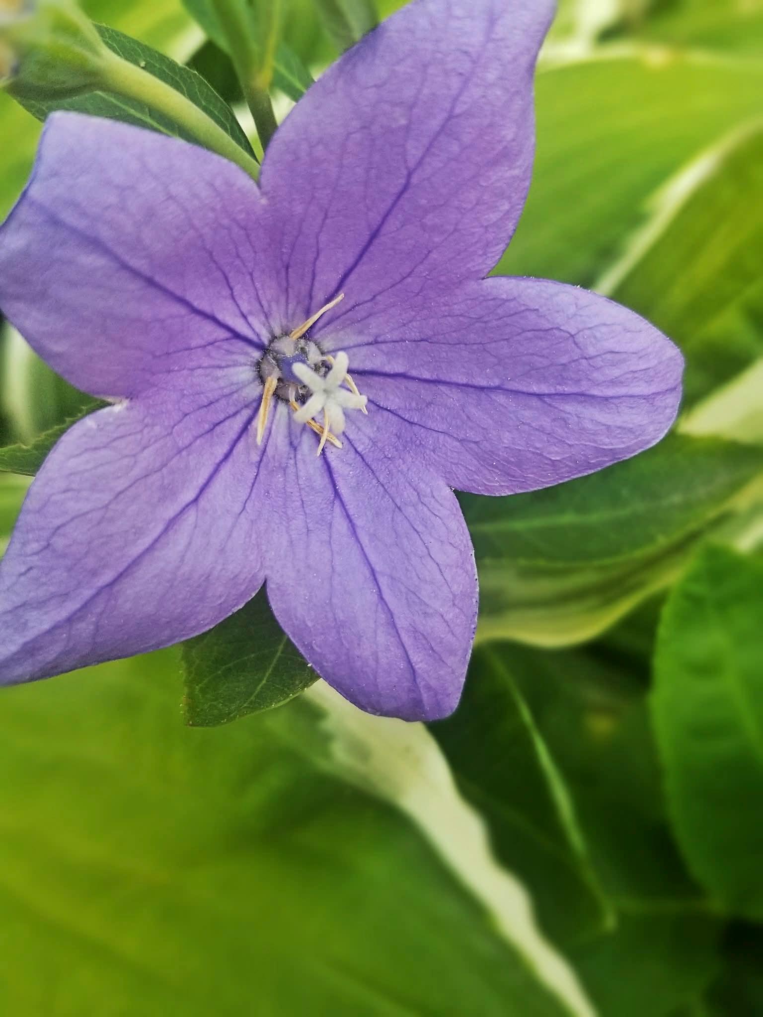 purple flower 2 russell.jpg