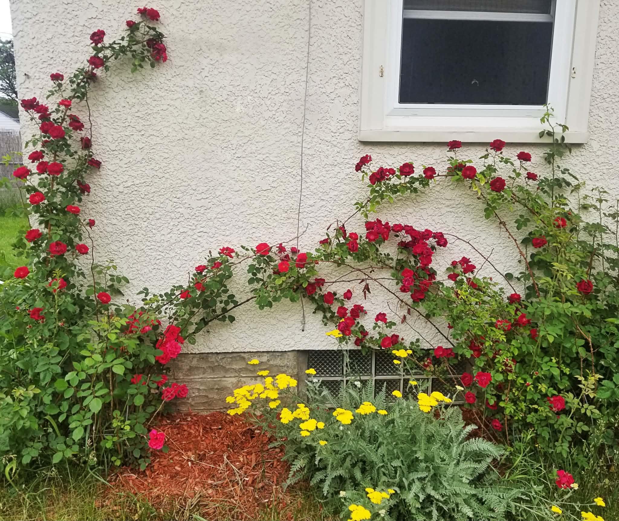 roses at russell.jpeg