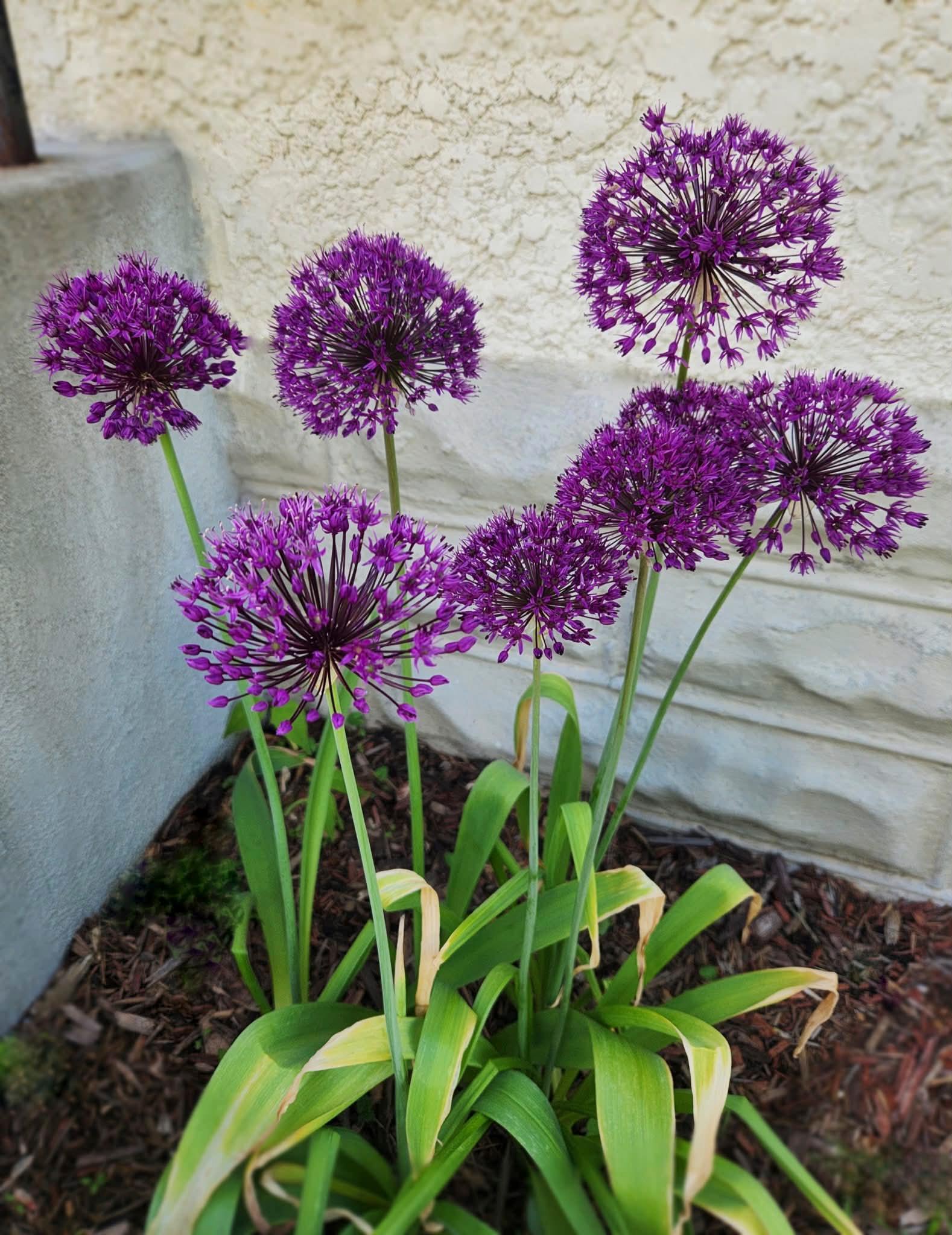 Purple flowers russell.jpg