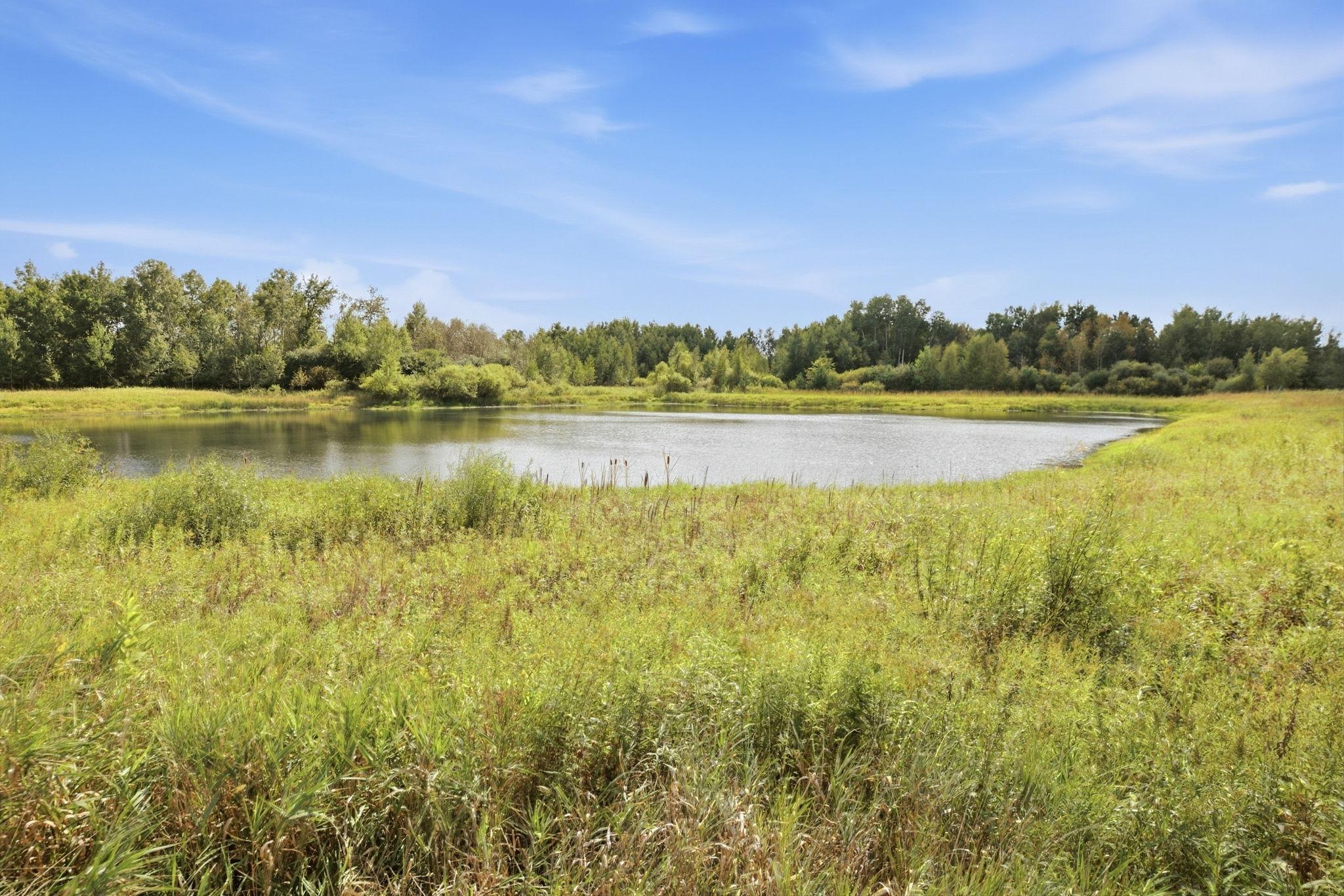 Scenic Pond with an Abundance of Wildlife