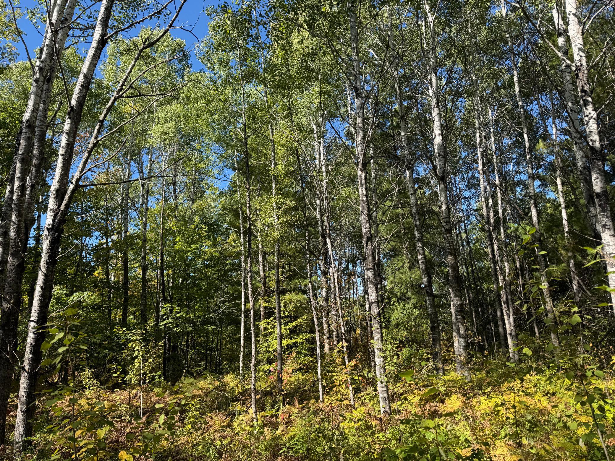 IMG_5993.jpeg