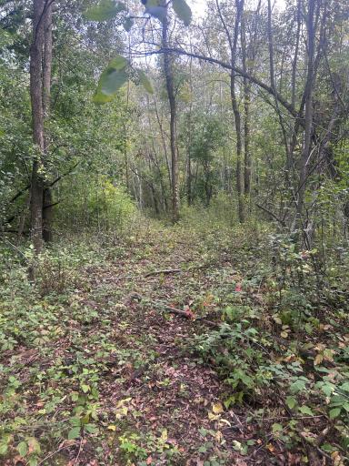 Morer Northern Path Can you tell Im getting board and my adhd is raging.jpeg
