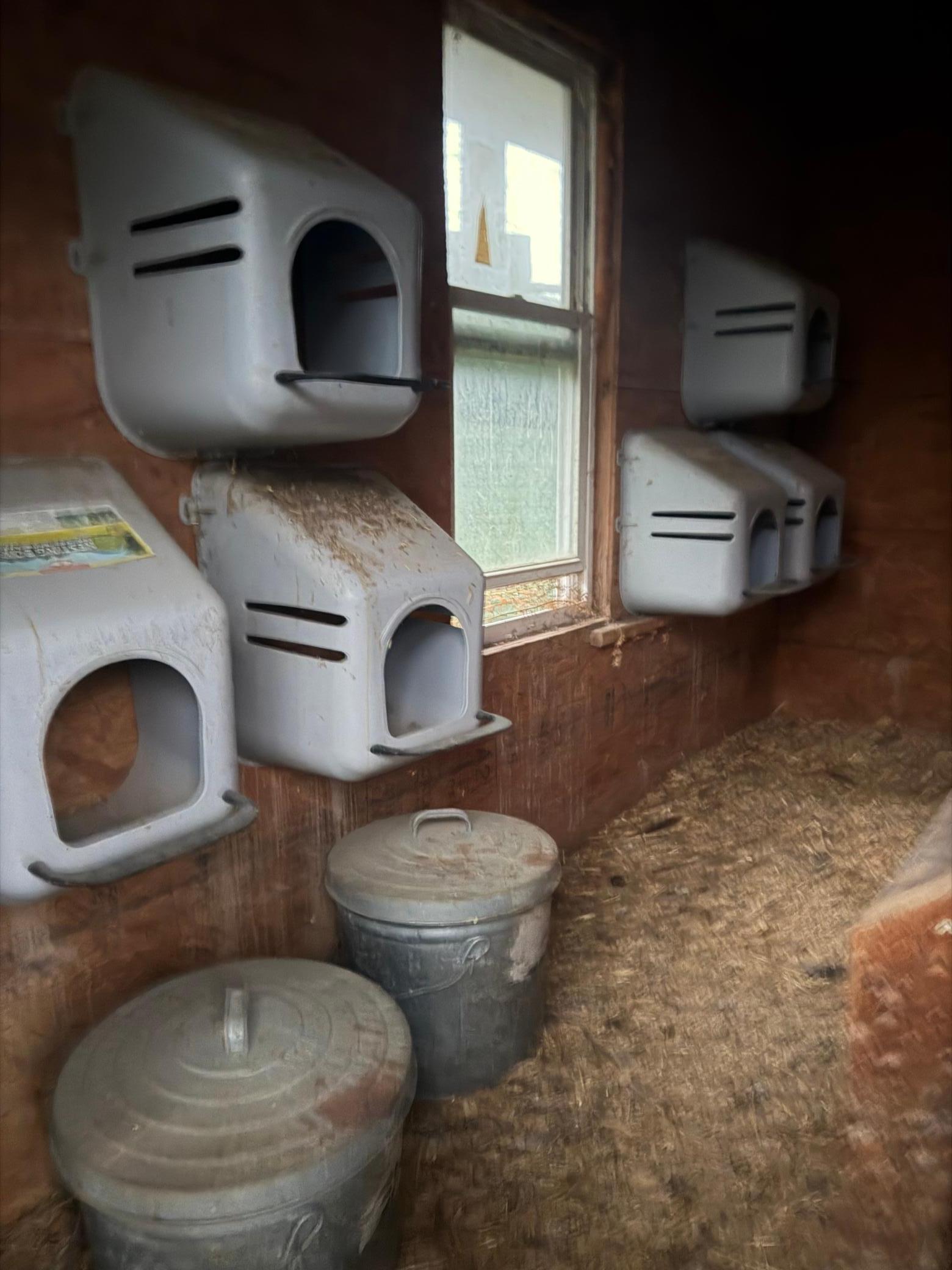 Ready for the chickens!