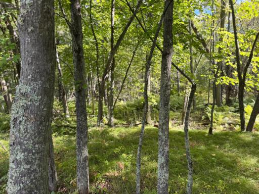 XXX County Road 109, Merrifield, MN 56465
