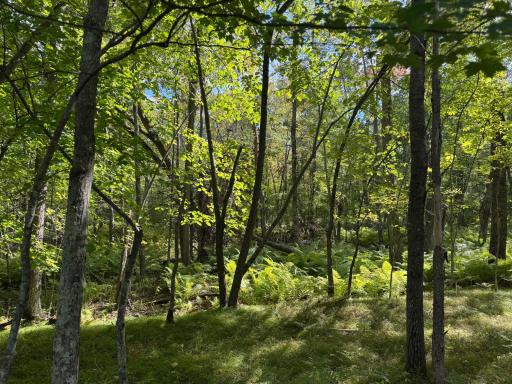 XXX County Road 109, Merrifield, MN 56465