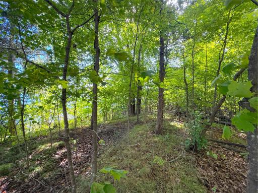 Framed among the trees, a shared driveway maintained by the Homeowners Association provides access to the development. A shared drainfield serves Lots 2, 3, 4 and 5.