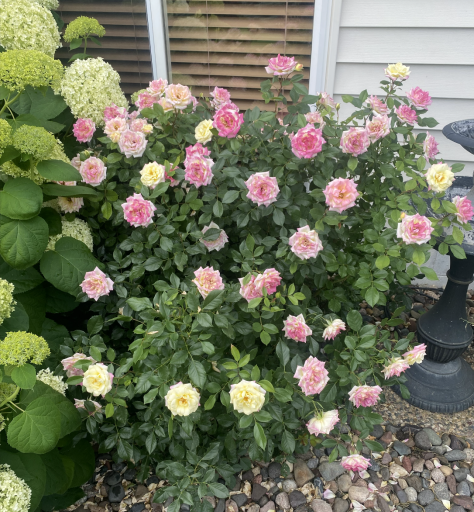 Lots of extensive professional landscaping with beautiful flowers, shrubs & bushes.