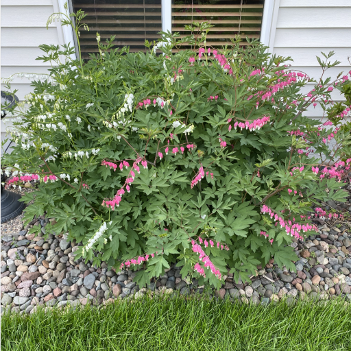 Lots of extensive professional landscaping with beautiful flowers, shrubs & bushes.