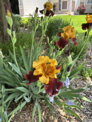 Lots of extensive professional landscaping with beautiful flowers, shrubs & bushes.