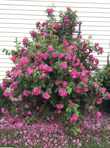 Lots of extensive professional landscaping with beautiful flowers, shrubs & bushes.