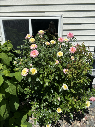 Lots of extensive professional landscaping with beautiful flowers, shrubs & bushes.