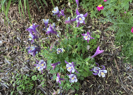 Lots of extensive professional landscaping with beautiful flowers, shrubs & bushes.