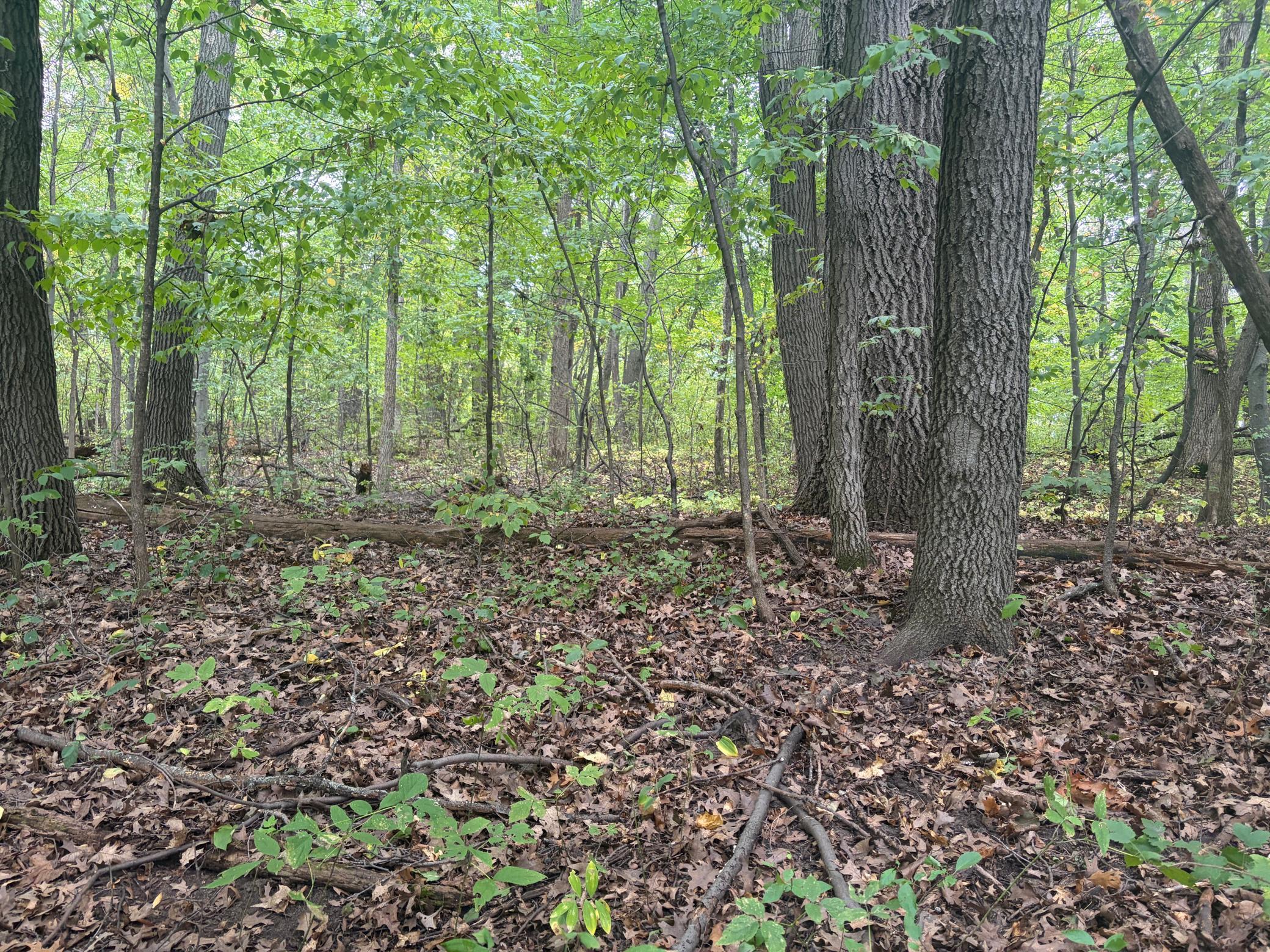Interior Photo of Wooded Area.jpg