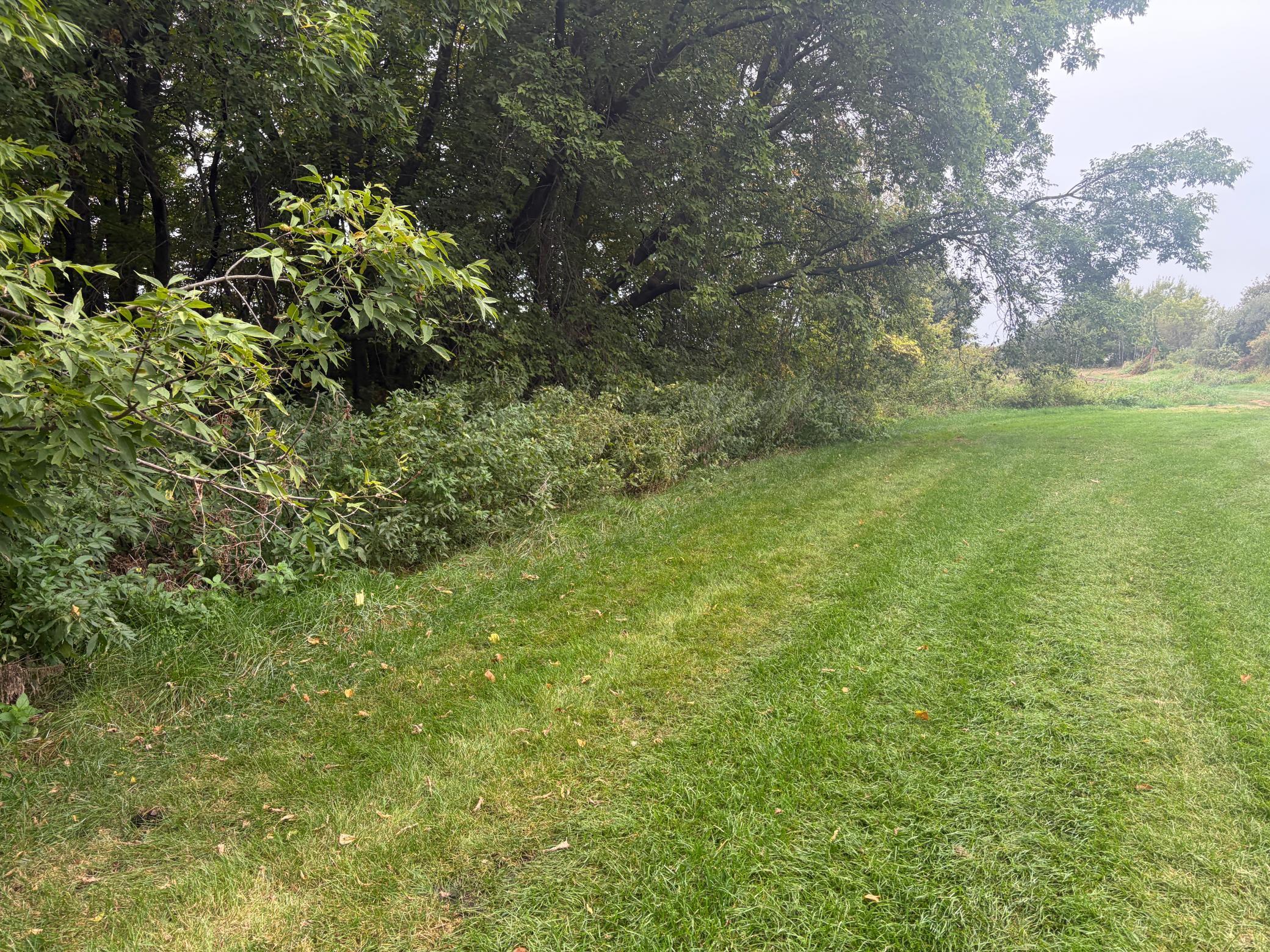 North Side of Wooded Area.jpg