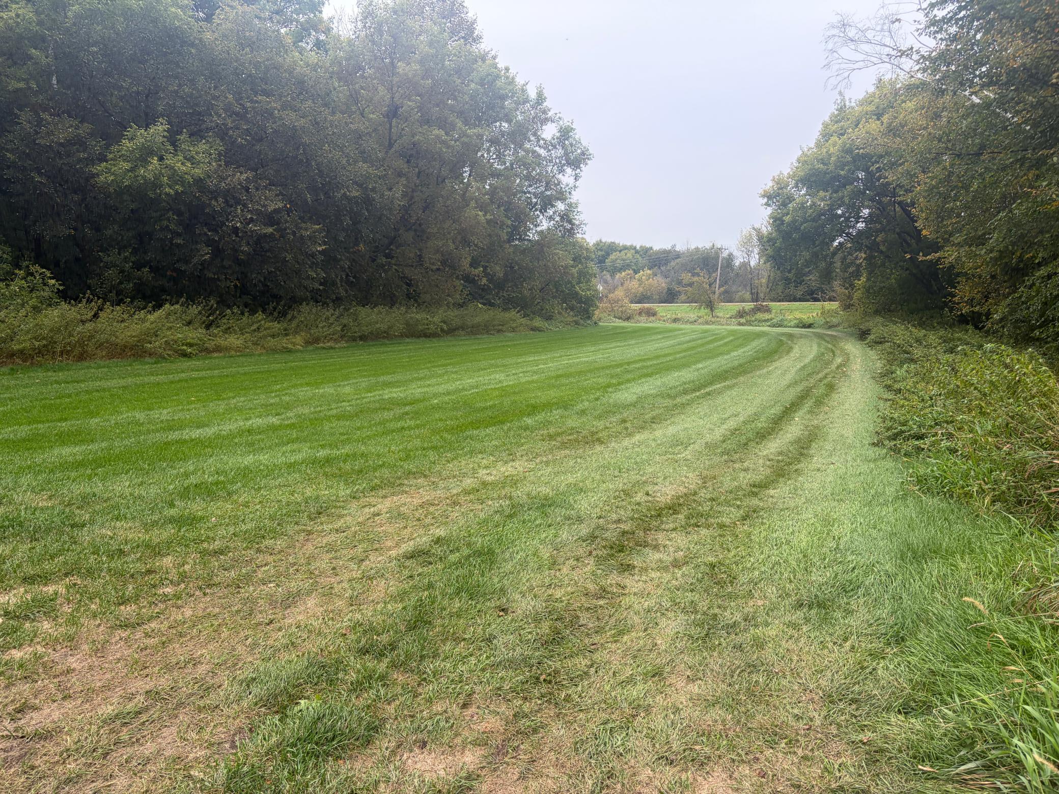 Edge of Wooded Area.jpg