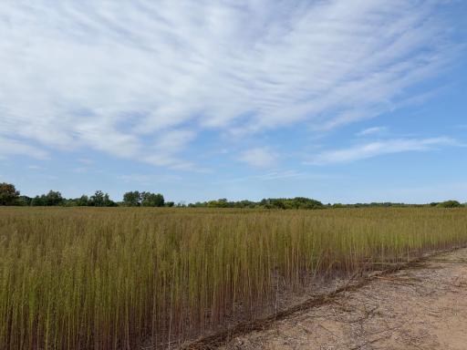 TBD (L4-SM East) Yellowpine Court NW, Isanti, MN 55040