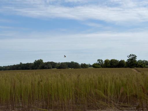 Welcome to Lot 12 in Stanford Meadows East. This beautiful lot is 5.61 acres!