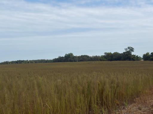 TBD (L13-SM East) Yellowpine Court NW, Isanti, MN 55040