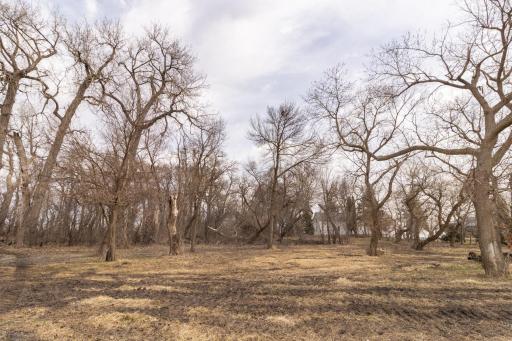 Wooded part of property