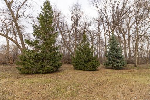 Spruce trees on property