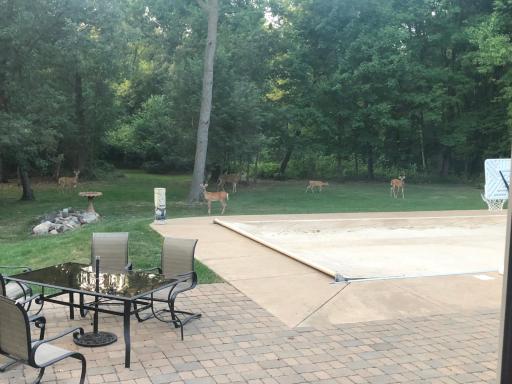 Deer4.jpg