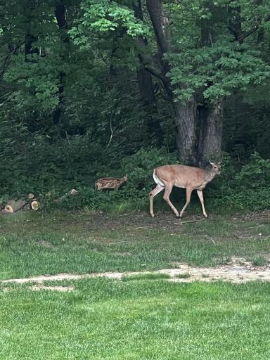 Deer3.jpg