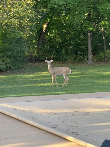 Deer2.jpeg
