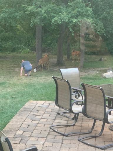Deer1.jpg