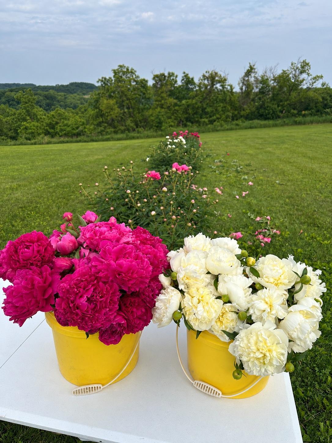 57 Abundant Peony Harvest - Flowers by the Bucketful.jpg