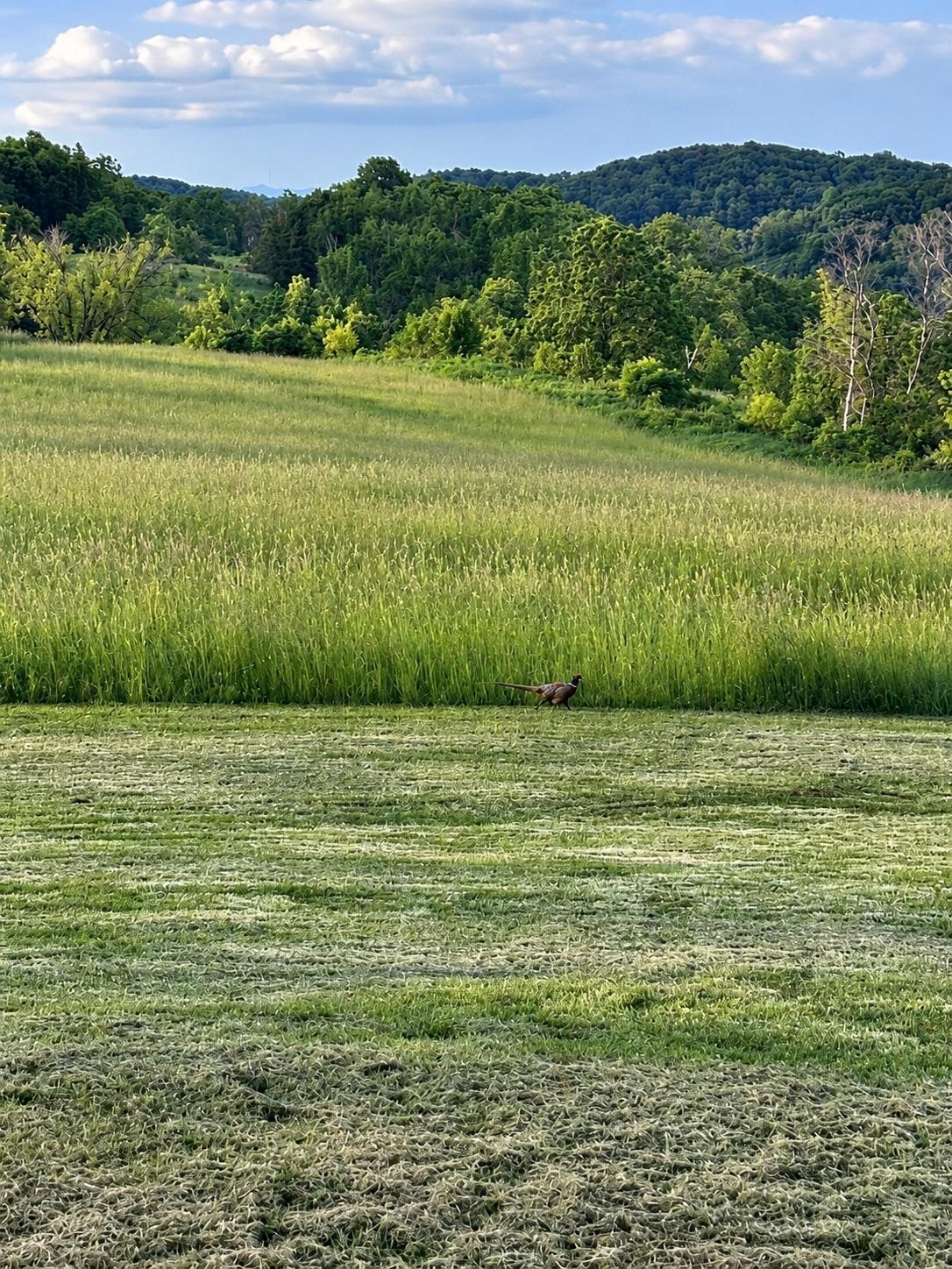 65 Wildlife Viewing or Hunting - Pheasant in the Back Yard.jpg