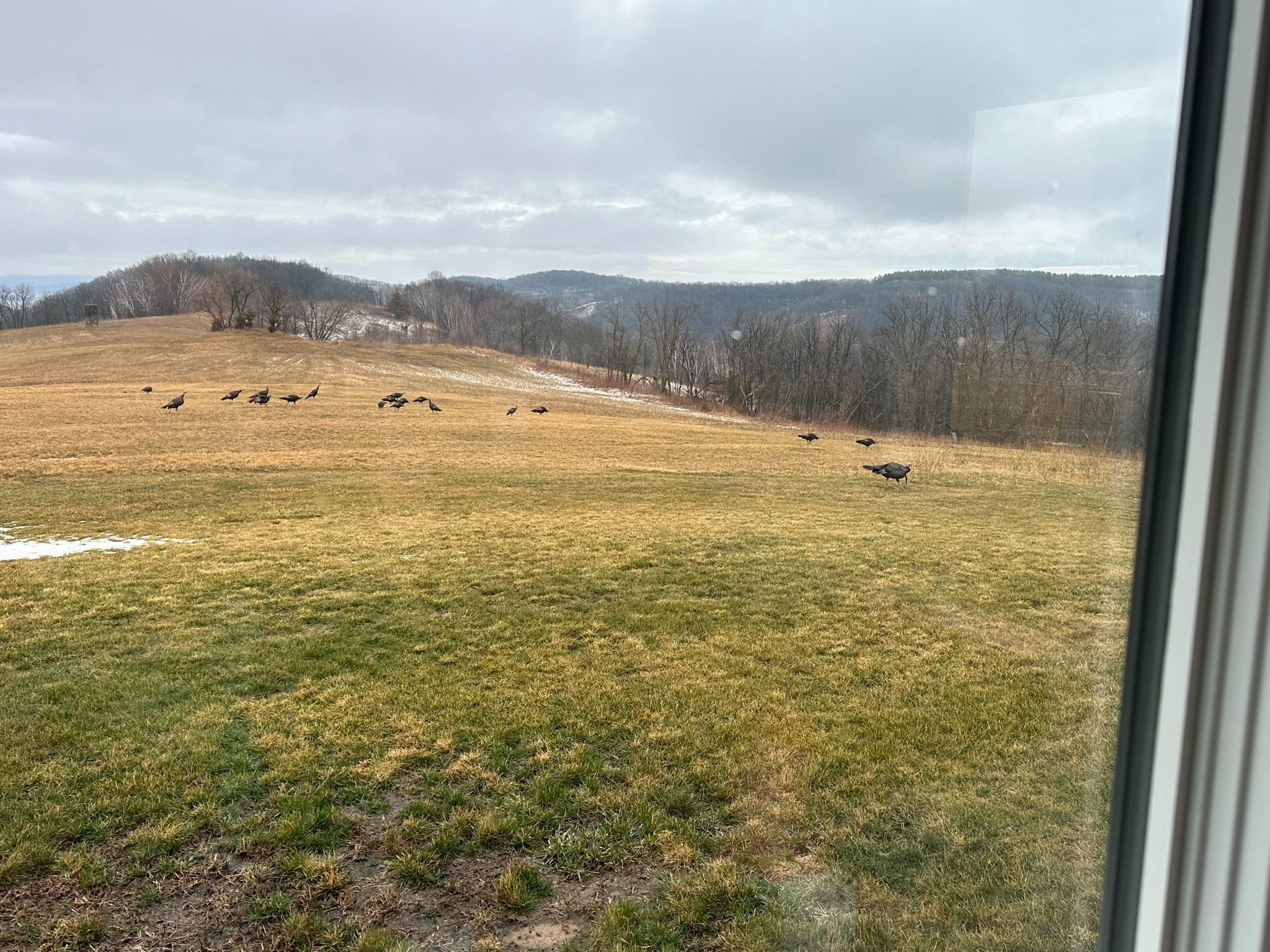 66 Wildlife Viewing or Hunting - Wild Turkeys Frequently Seen from the Home.jpg