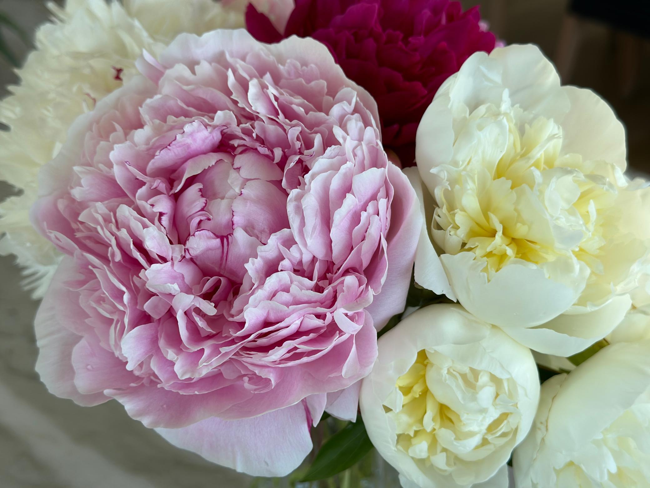 61 A Peony Garden of Color - Cut & Enjoy.JPEG