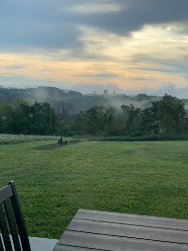 63 Wildlife Viewing - Wild Turkeys in the Raspberry Bed Over Morning Coffee.JPEG