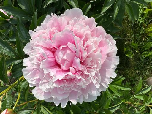 58 Coveted Varieties - Sarah Bernhardt in Bloom.JPEG
