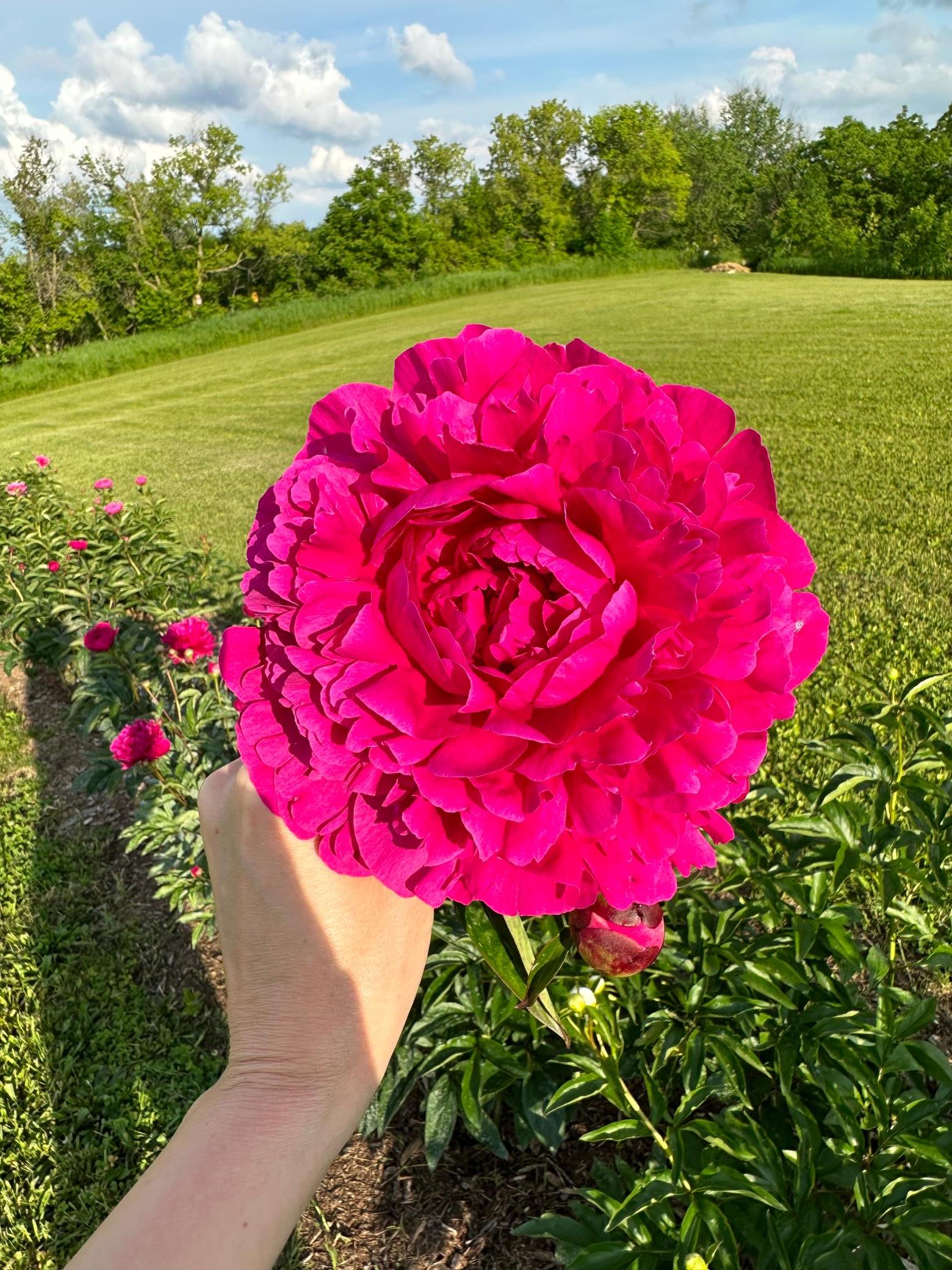 59 Remarkable Blooms - Peonies Grown on the Property.JPEG