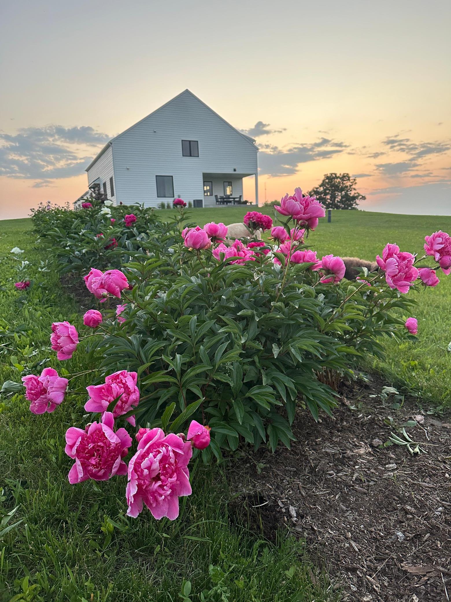 56 Established Peony Garden - Nearly 100 Plants & Many Varieties.JPEG