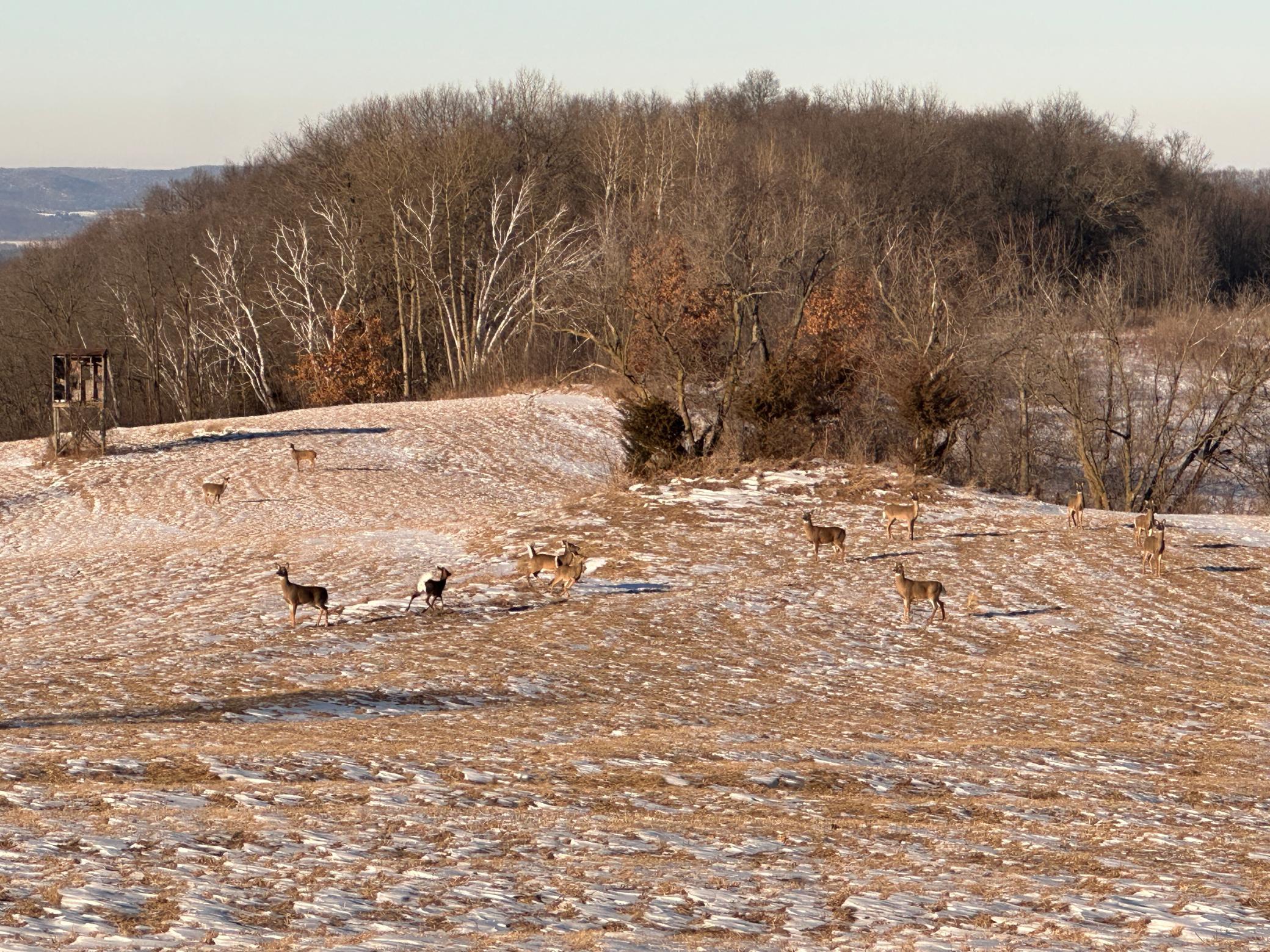 64 Wildlife Viewing or Hunting - Deer Herds Frequently Seen from the Home.JPEG