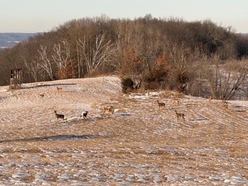 64 Wildlife Viewing or Hunting - Deer Herds Frequently Seen from the Home.JPEG