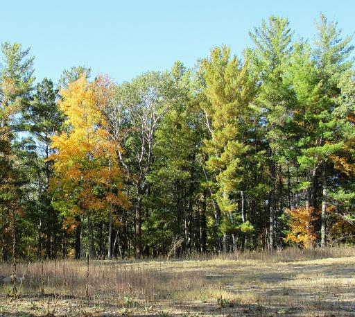 XXX US 71, Park Rapids, MN 56470