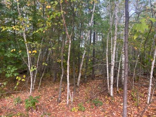 8924 Black Brook Road, Webster, WI 54893