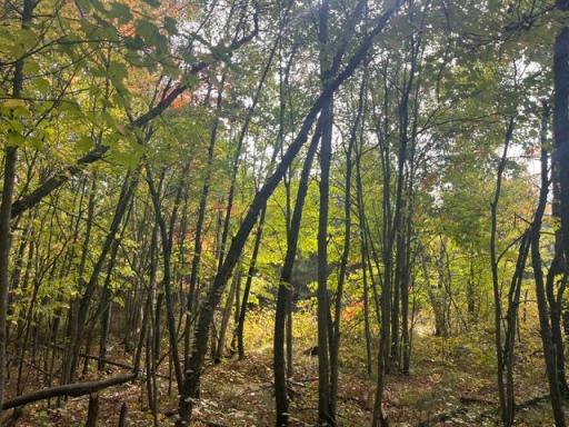 8924 Black Brook Road, Webster, WI 54893